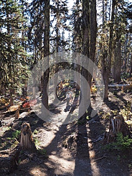 Hikers on the Tilly Jane Trail on Mount Hood, Oregon.