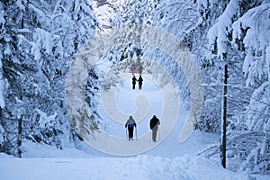 Hikers walking through a snow-covered path in Tamar Valley, Slovenia