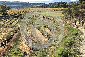 Hikers walking in wineyard