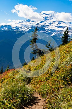 Hiking along Mount Rainier in the late summer