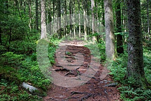 Hiking along a path in the Black Forest, Germany