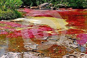 Hiking along the rocky bed of the Canio Cristales River with red algae