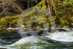 Hiking Along the Salmon River Mt. Hood National Forest