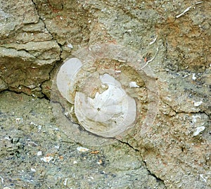 Sand dollar in Algar Seco in the south of Portugal photo