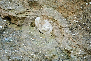 Sand dollar in Algar Seco in the south of Portugal photo