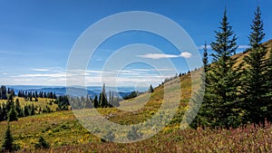 Hiking through alpine meadows and coniferous trees photo