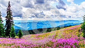 Hiking through alpine meadows covered in pink fireweed wildflowers in the high alpine