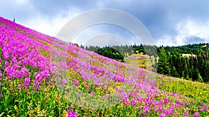 Hiking through alpine meadows covered in pink fireweed wildflowers in the high alpine