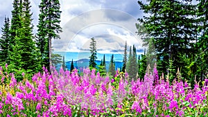 Hiking through alpine meadows covered in pink fireweed wildflowers in the high alpine