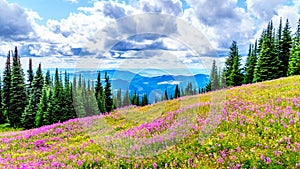 Hiking through alpine meadows covered in pink fireweed wildflowers in the high alpine