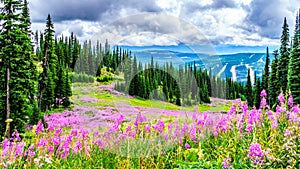 Hiking through alpine meadows covered in pink fireweed wildflowers in the high alpine