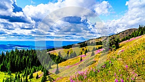 Hiking through alpine meadows covered in pink fireweed wildflowers in the high alpine