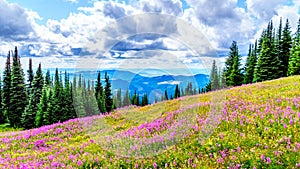Hiking through alpine meadows covered in pink fireweed wildflowers in the high alpine photo