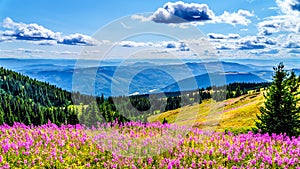 Hiking through alpine meadows covered in pink fireweed wildflowers