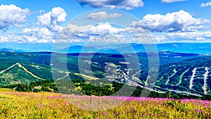 Hiking through alpine meadows covered in pink fireweed wildflowers overlooking Sun Peaks village