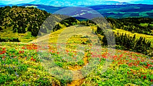 Hiking through Alpine Meadows full of colorful Wildflowers to Tod Mountain