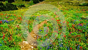 Hiking through Alpine Meadows full of colorful Wildflowers to Tod Mountain