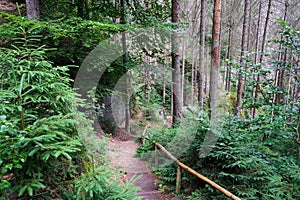 Hiking area Saxony forest stairs