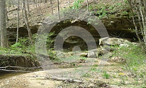 Zaleski state forest