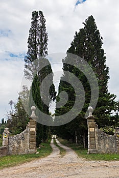 Hiking backroads of Tuscany, resting in shadow of cypress trees at villa entrance, near Siena