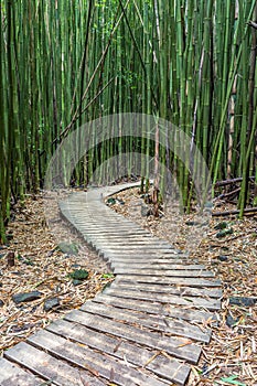 Hiking Through The Bamboo Forest