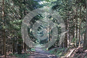 Hiking in the bavarian mountains