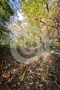 Hiking in colorful autumn forest atmosphere, background