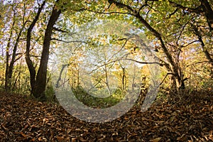 Hiking in colorful autumn forest atmosphere, background