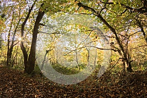 Hiking in colorful autumn forest atmosphere, background