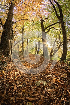 Hiking in colorful autumn forest atmosphere, background