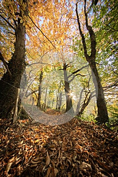 Hiking in colorful autumn forest atmosphere, background