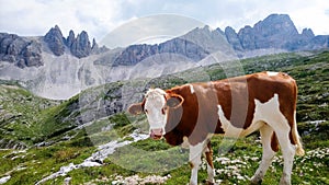 Hiking with a cow photo