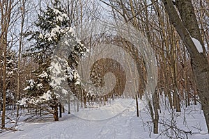 Hiking and cross country skiing trail in Mont Saint Bruno national park, Quebec.