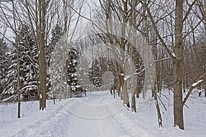 Hiking and cross country skiing trail in Mont Saint Bruno national park, Quebec.