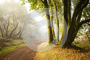 Hiking at Dawn