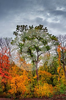 Hiking through dense woods as northern hemisphere jungle with many different plants in golden Autumn colors, panorama, with