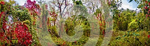 Hiking through dense woods as northern hemisphere jungle with many different plants in golden Autumn colors, panorama. Concept of