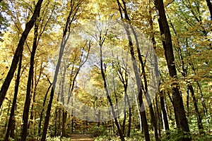 Golden Autumn Woodlands photo