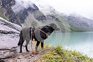 Hiking with the dog in the alpine landscape of Kaprun reservoirs