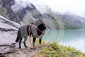 Hiking with the dog in the alpine landscape of Kaprun reservoirs