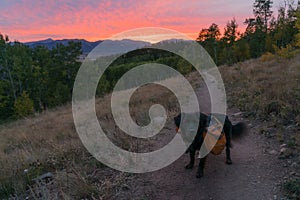 Hiking Dog in Colorado