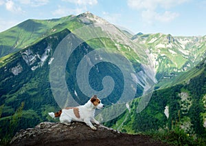 Hiking with a dog. Jack Russell Terrier in the mountains. travel with a small pet.