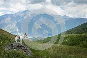 Hiking with a dog. Jack Russell Terrier in the mountains. travel with a small pet.