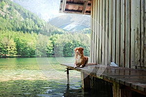 Hiking with a dog. Nova Scotia Duck Tolling Retriever mountain lake near the pier. Traveling with a pet,