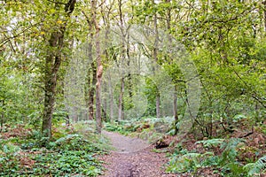 Hiking the Dutch Drenthe trail