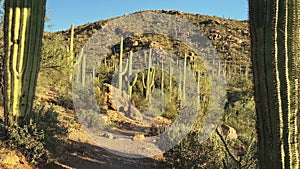 Hiking between enormous Saguaro cacti