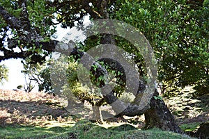 Hiking at the Fairy forest in Fanal with ancient laurel trees in Madeira, Portugal