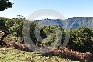 Hiking at the Fairy forest in Fanal with ancient laurel trees in Madeira, Portugal