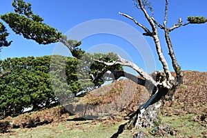 Hiking at the Fairy forest in Fanal with ancient laurel trees in Madeira, Portugal