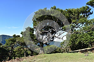 Hiking at the Fairy forest in Fanal with ancient laurel trees in Madeira, Portugal